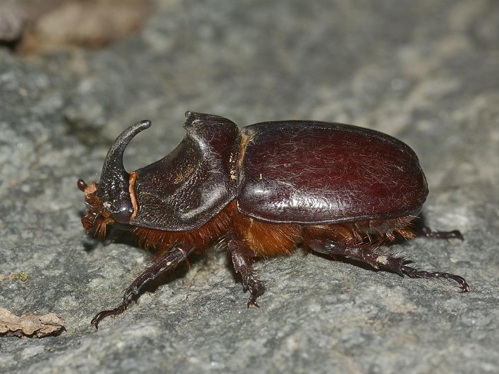 Oryctes nasicornis